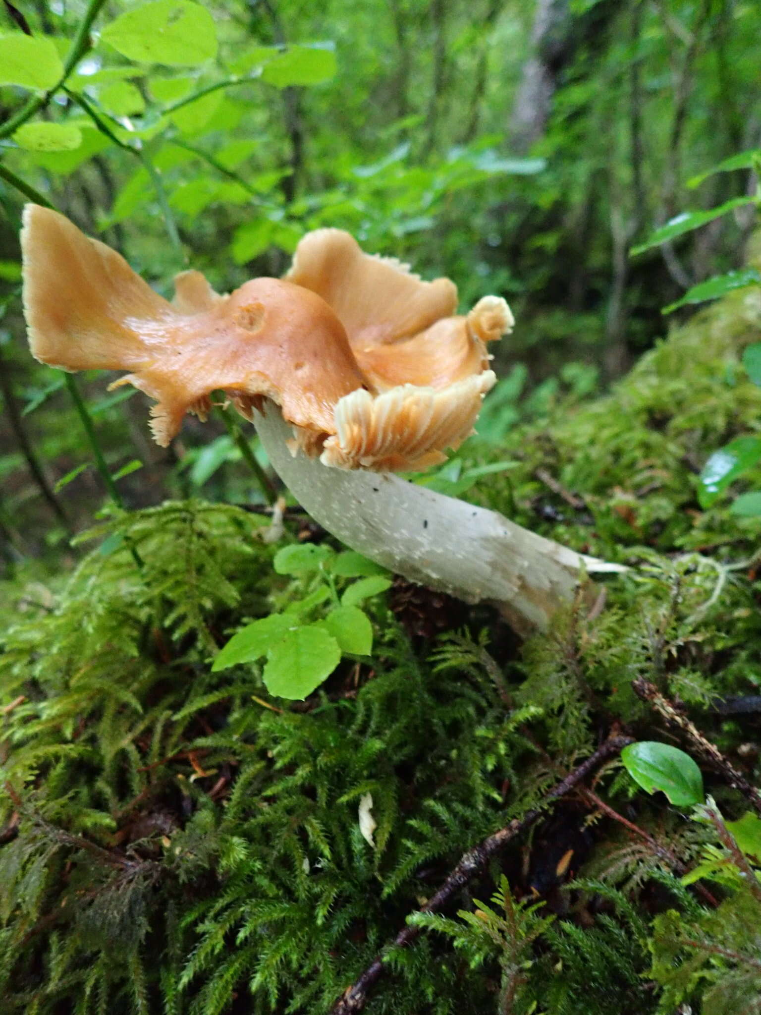 Image of Cortinarius caperatus (Pers.) Fr. 1838