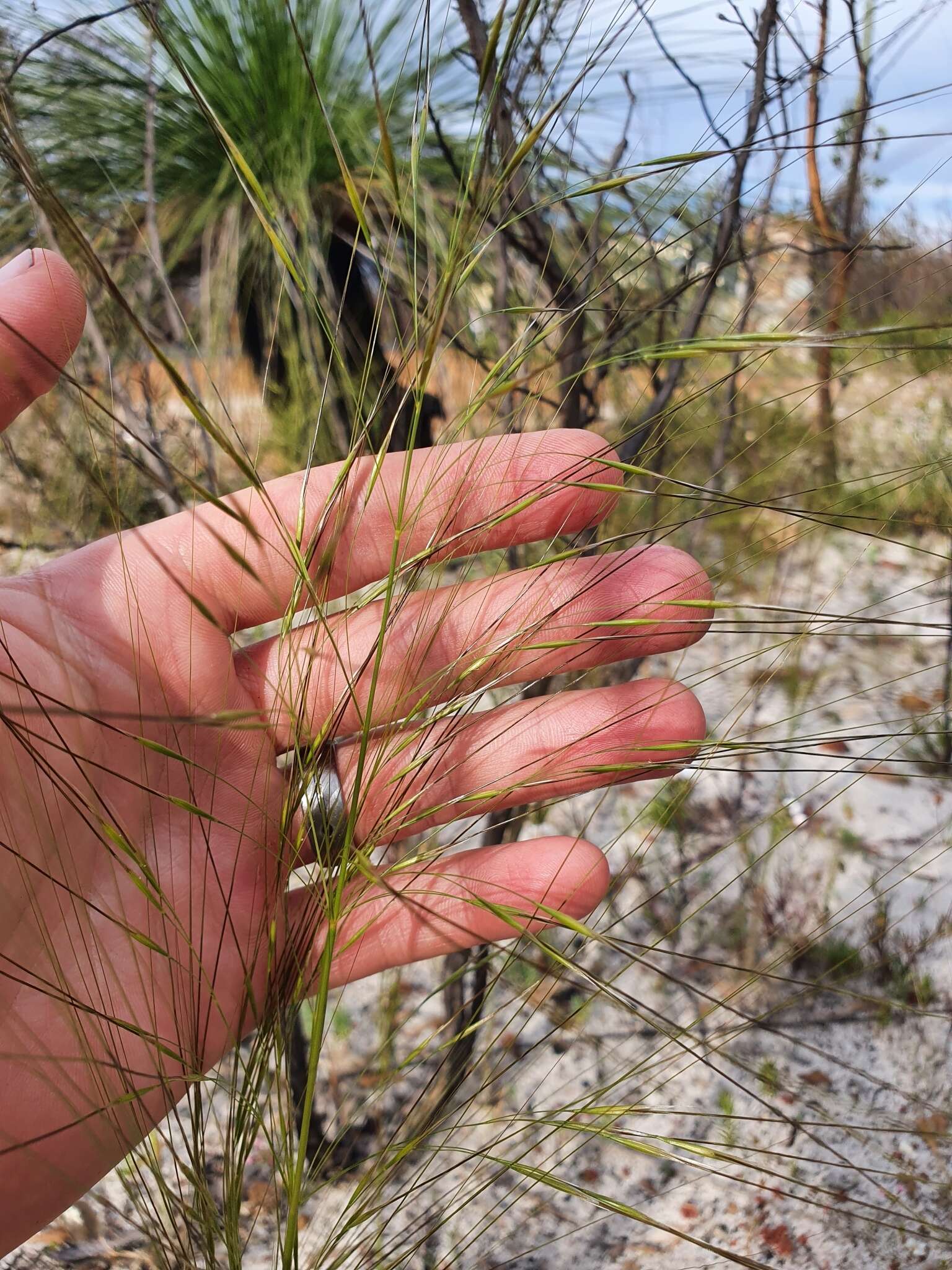 Image of Austrostipa macalpinei (Reader) S. W. L. Jacobs & J. Everett