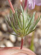 Image of mustang clover