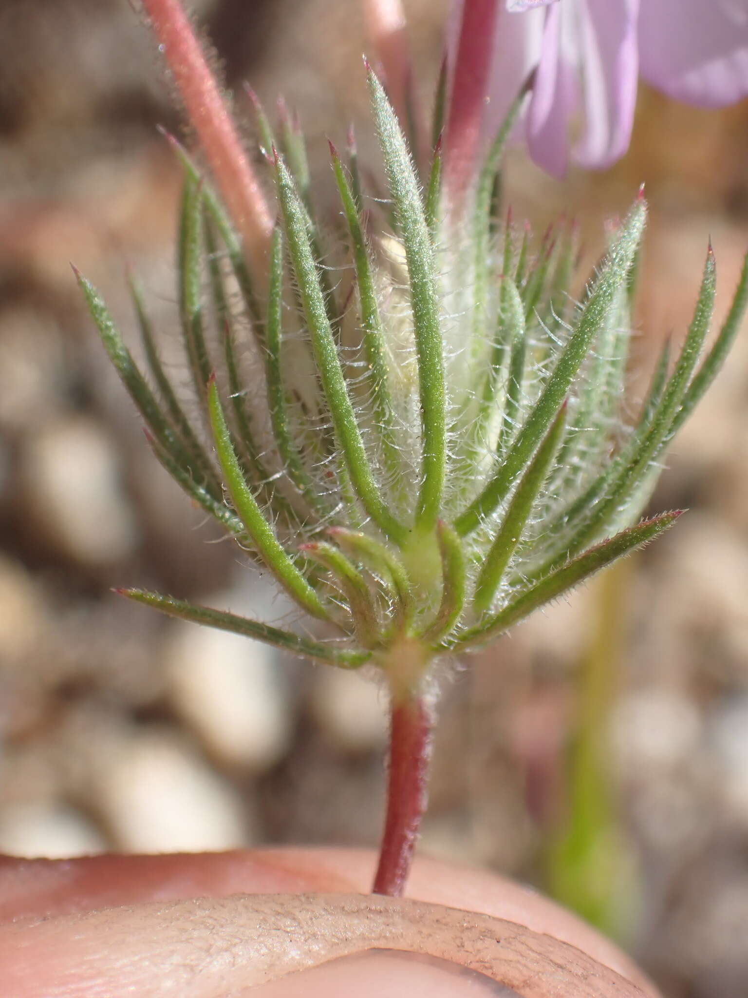 Image of mustang clover