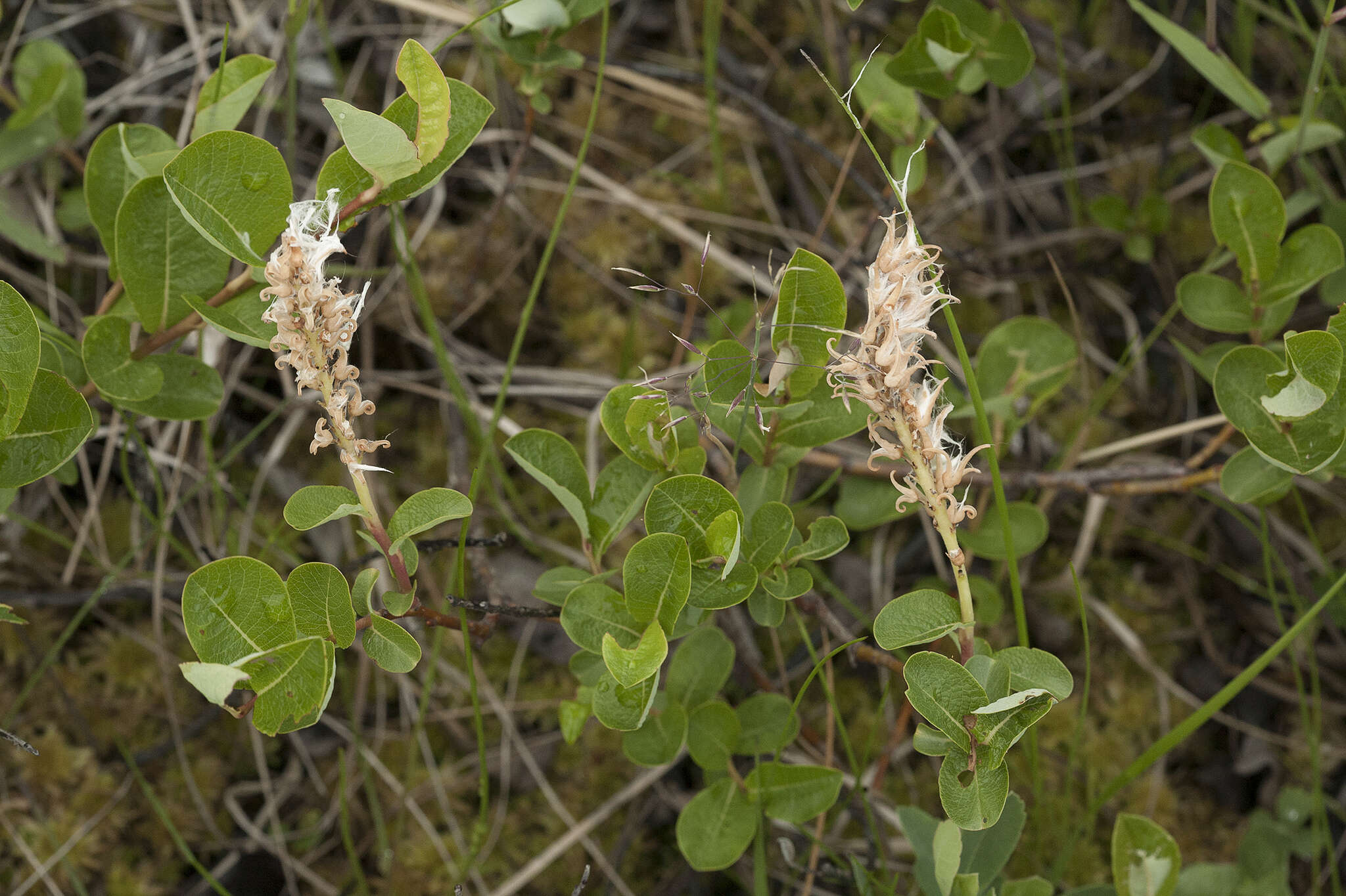 Image of Alaska bog willow