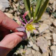 Image of Utah columbine