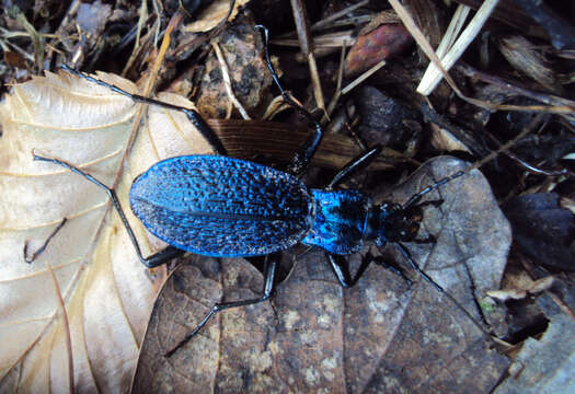 Image of Blue Ground Beetle