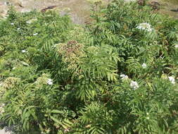 Imagem de Sambucus ebulus L.