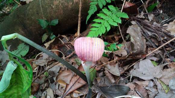 Image of Arisaema ringens (Thunb.) Schott