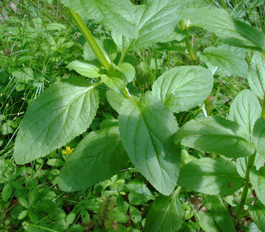 Imagem de Scrophularia umbrosa Dum.