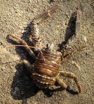 Image of Leach's squat lobster