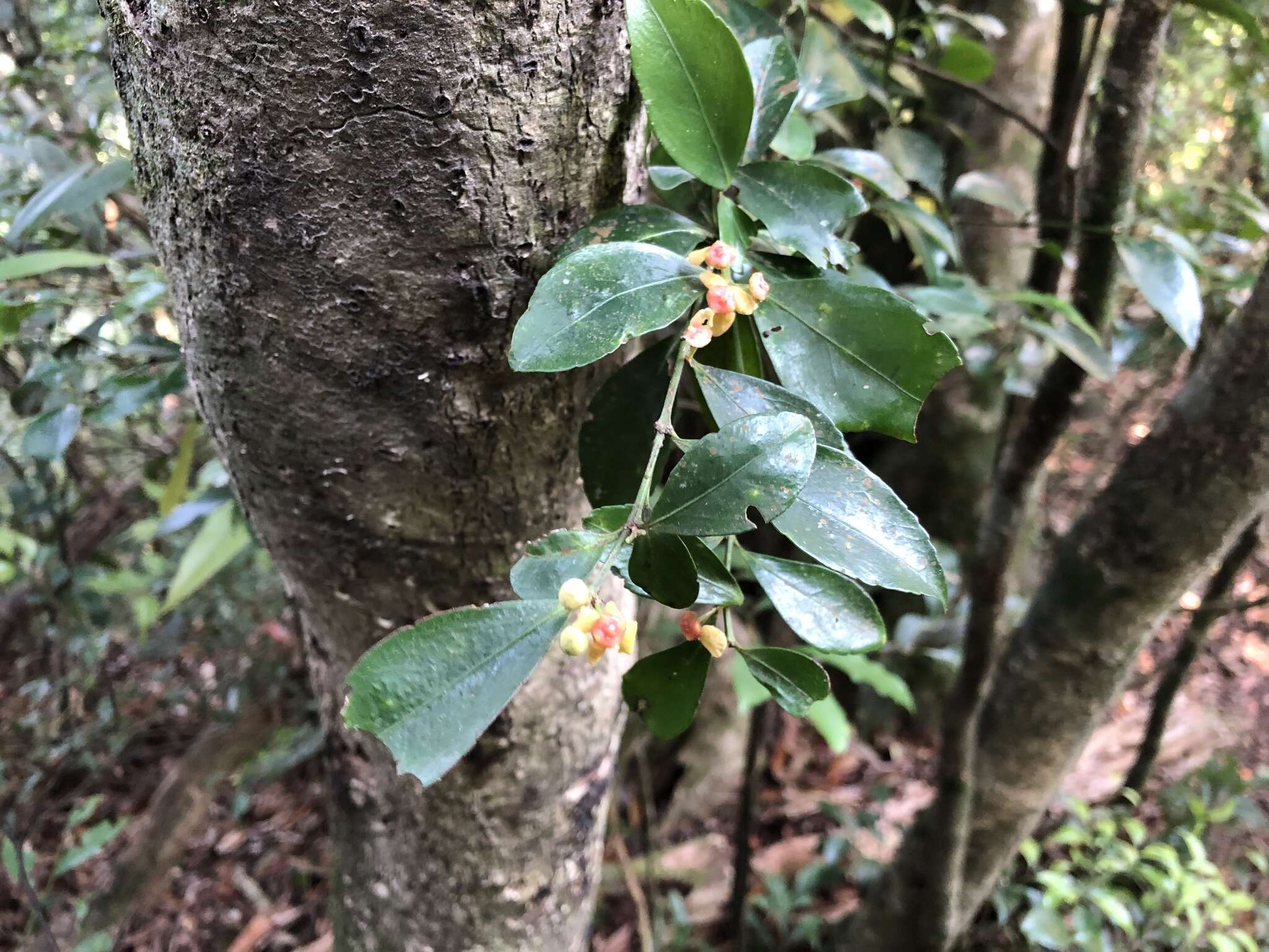 Image of Euonymus tashiroi Maxim.