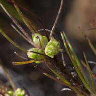 Image of Centella macrocarpa (Rich.) Adamson