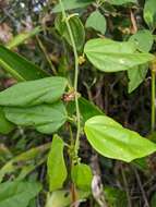 صورة Passiflora auriculata Kunth