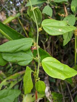 Passiflora auriculata Kunth的圖片