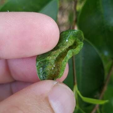 Image of Leaf-gall thrip