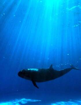 Image of false killer whale