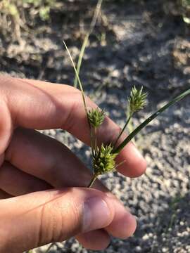 Image of Sand Flat Sedge