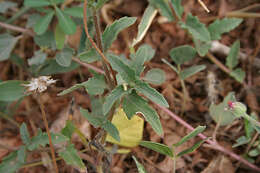 Image de Tridax procumbens L.