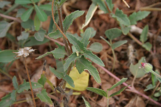 Imagem de Tridax procumbens L.