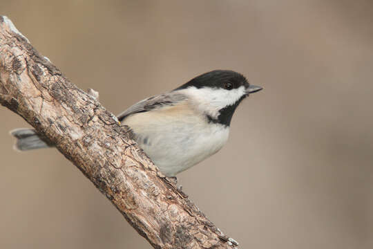 Image of Carolina Chickadee