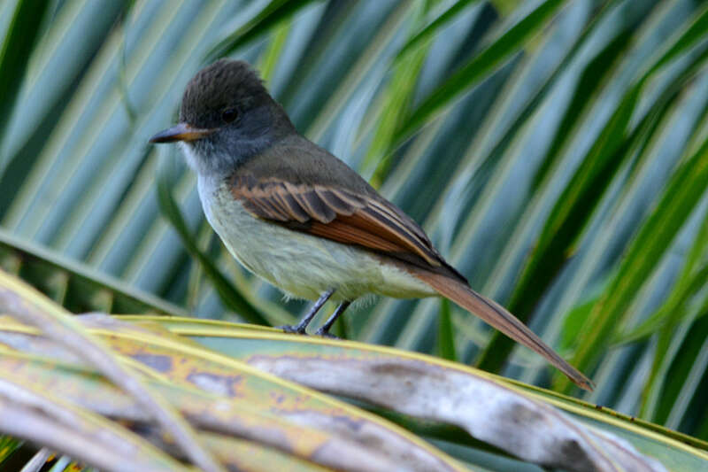 Image of Rufous-tailed Flycatcher