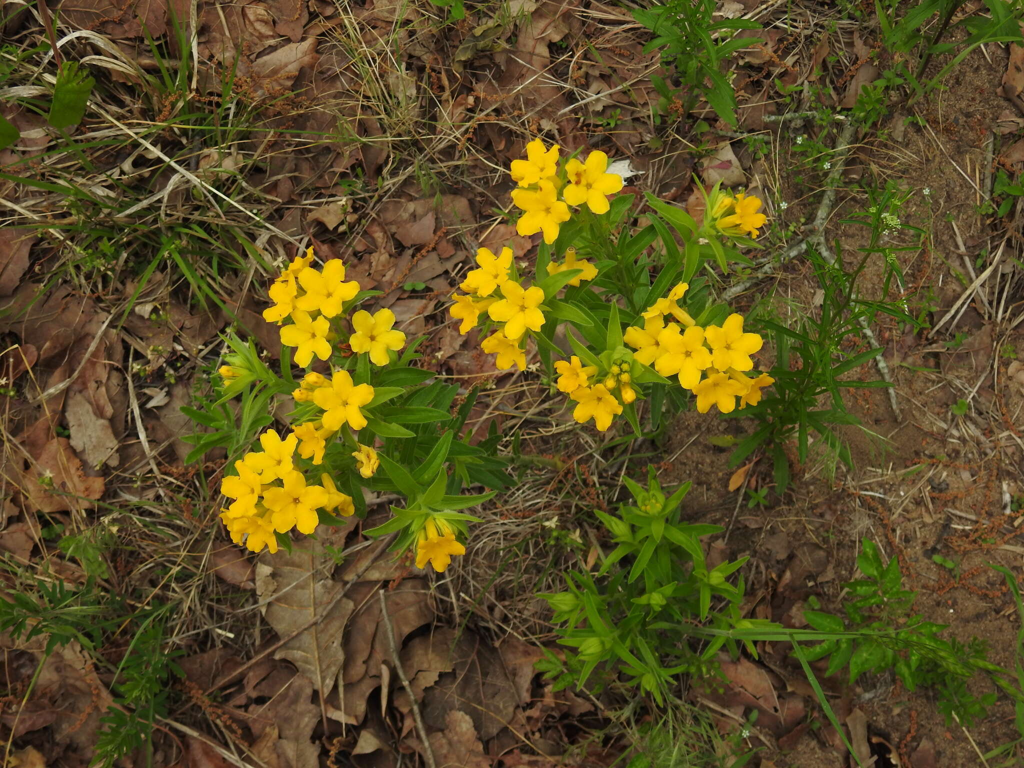 Image of Carolina puccoon