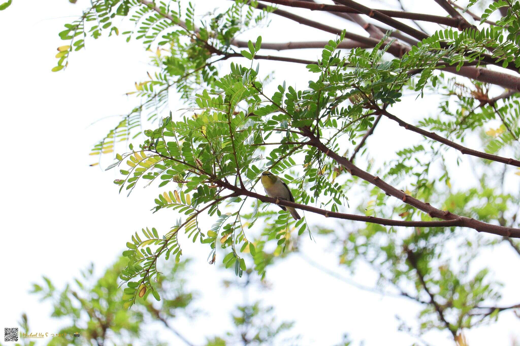 Image of Swinhoe's White-eye