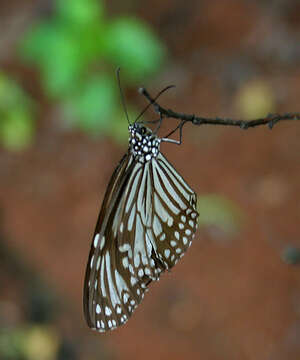 صورة Parantica aglea Cramer 1781