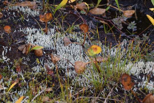 Image of whitefingers lichen