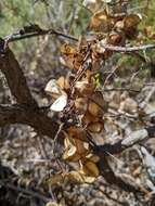 Image of Dioscorea hastifolia Nees