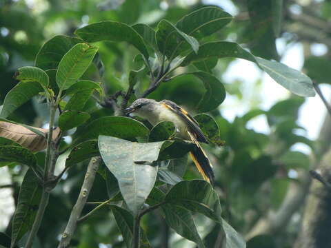 Pericrocotus cinnamomeus (Linnaeus 1766) resmi