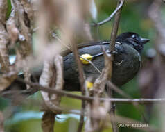 Atlapetes tibialis (Lawrence 1864) resmi