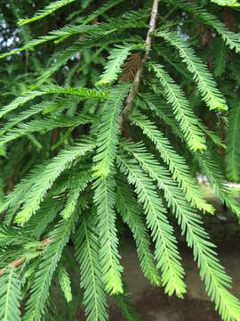 Image of Mexican Cypress