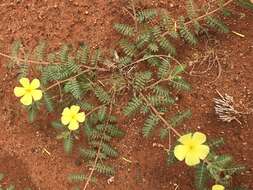 Image of Tribulus pentandrus var. pterophorus (Presl) P. Singh & V. Singh