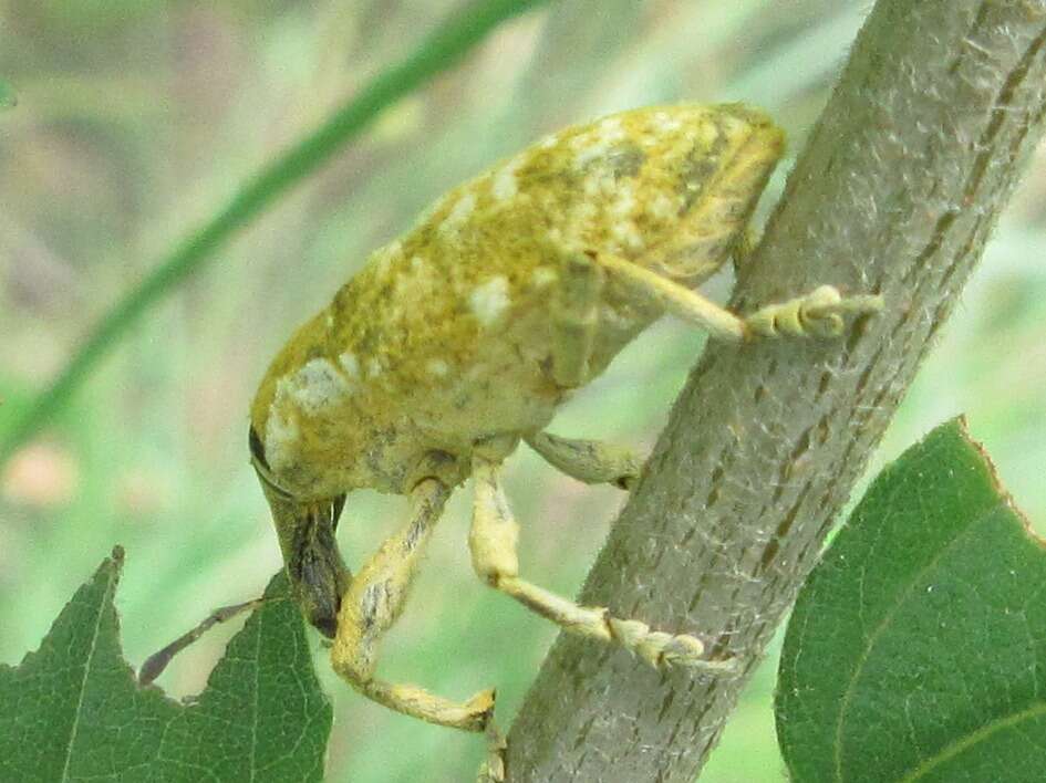 Image of Xanthochelus major (Herbst & J. F. W. 1784)