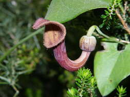 Image of Andalusian Dutchman's Pipe