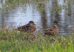 Image of Chestnut Teal