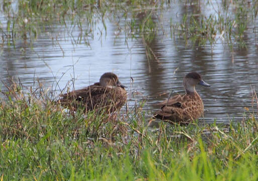 Image of Chestnut Teal