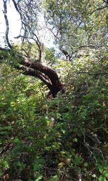 Image of Montara manzanita