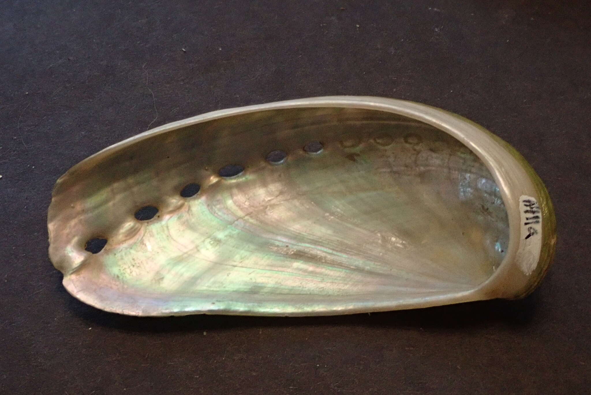 Image of Ass's ear abalone