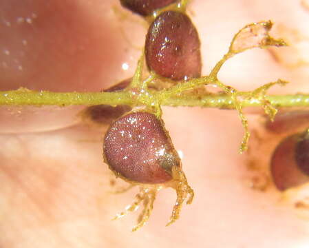 Image of Utricularia reflexa Oliv.