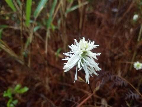 Imagem de Fothergilla gardenii Murr.