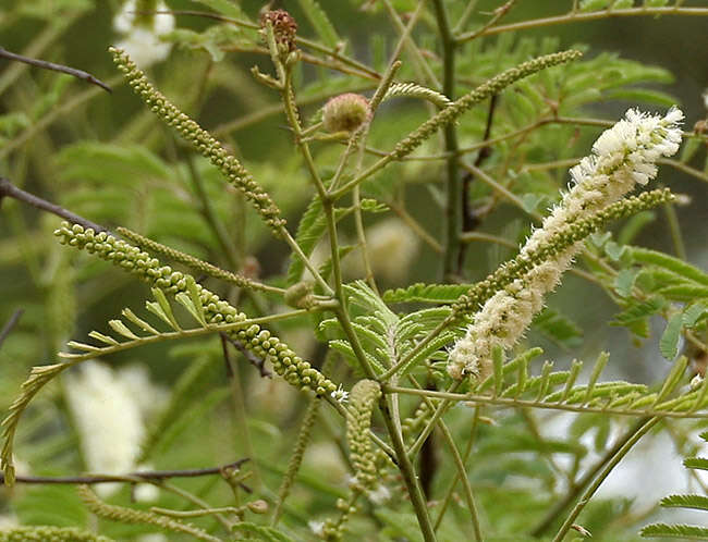 Plancia ëd Senegalia catechu (L. fil.) P. J. H. Hurter & Mabb.