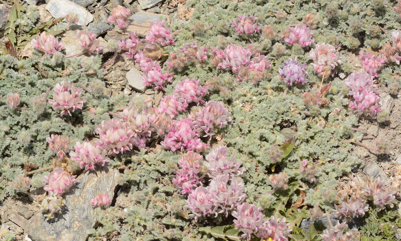 Image of Oxytropis tianschanica Bunge