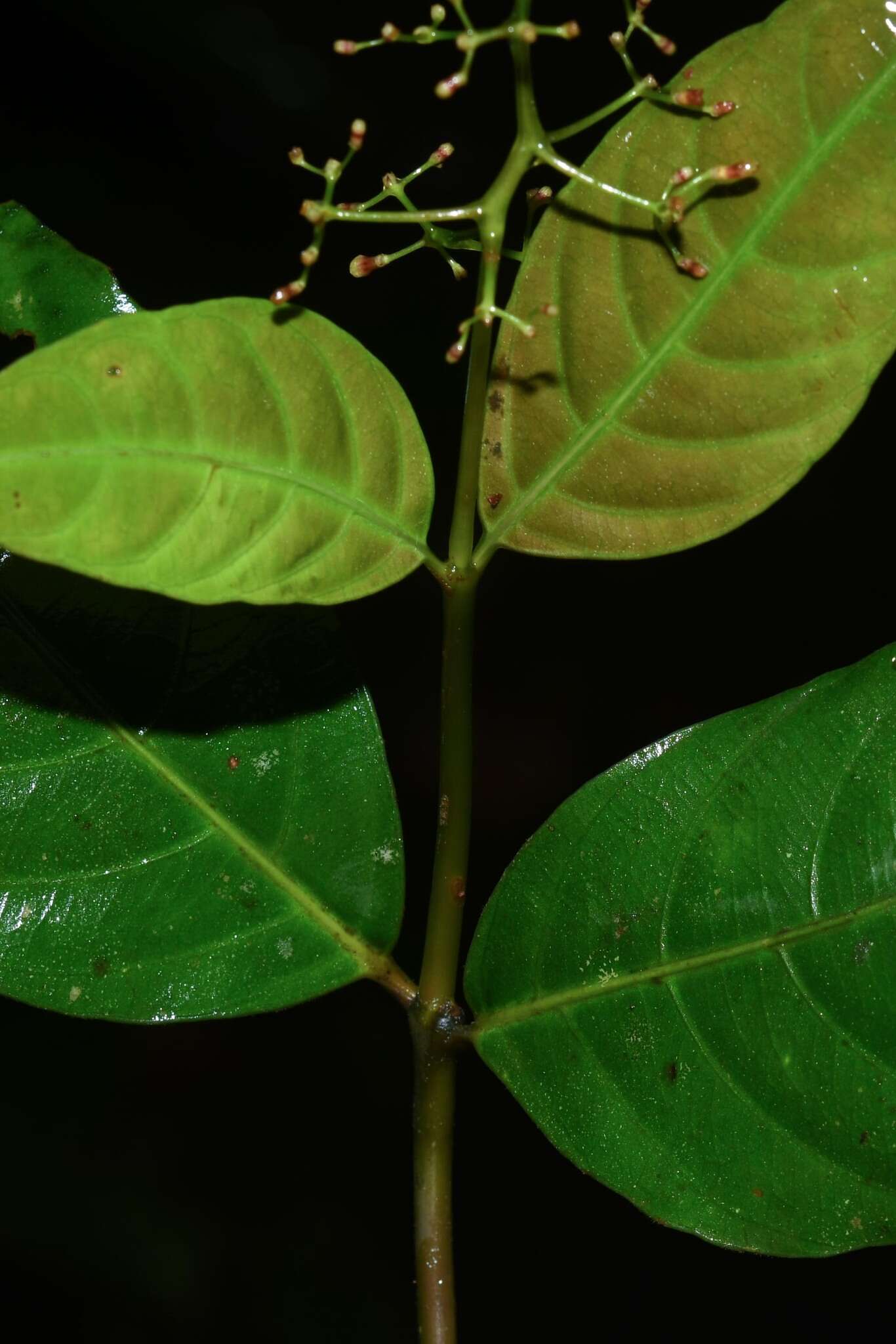 Image de Palicourea paniculata (L. fil.) P. L. R. Moraes & C. M. Taylor