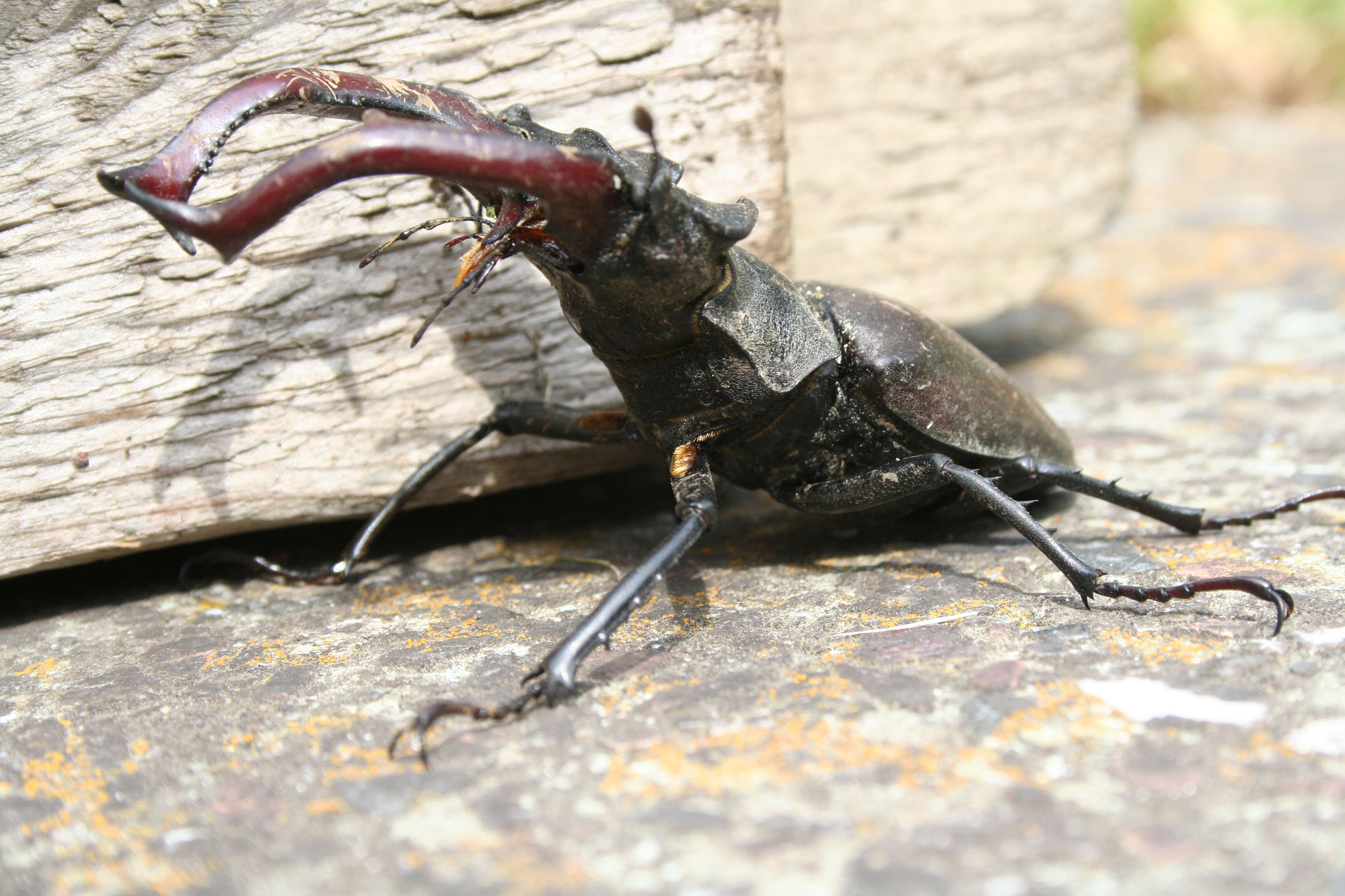 Image of Stag beetle