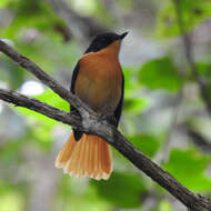 Image of Black-and-orange Flycatcher