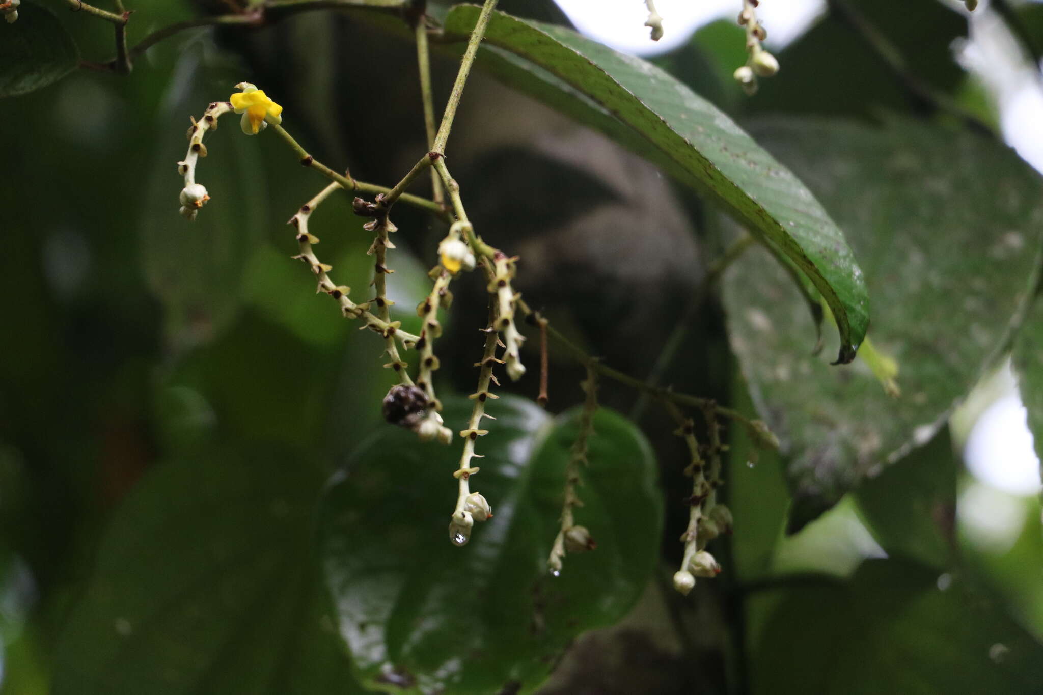 Image of Schumacheria castaneifolia Vahl