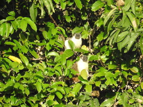 Image of Brazilian Bare-faced Tamarin