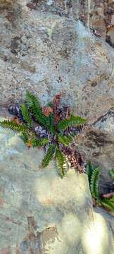 Plancia ëd Austroblechnum microphyllum (Goldm.) Gasper & V. A. O. Dittrich