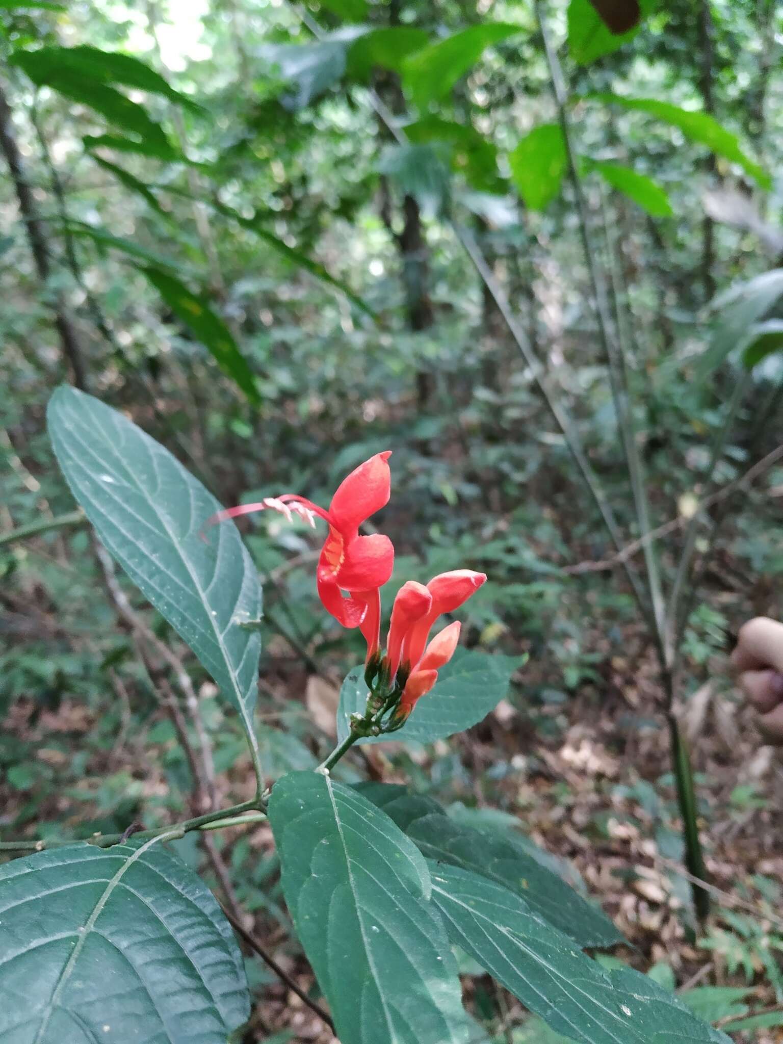 Image of Ruellia humboldtiana (Nees) Lindau