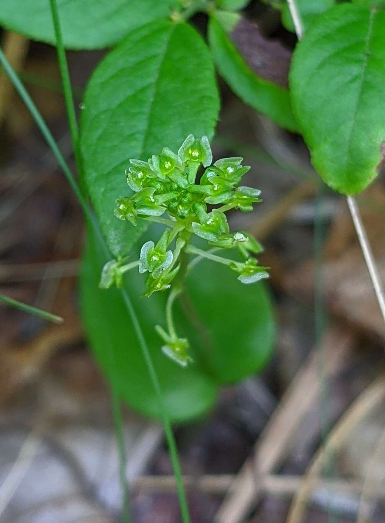 Image of Bayard's adder's-mouth orchid