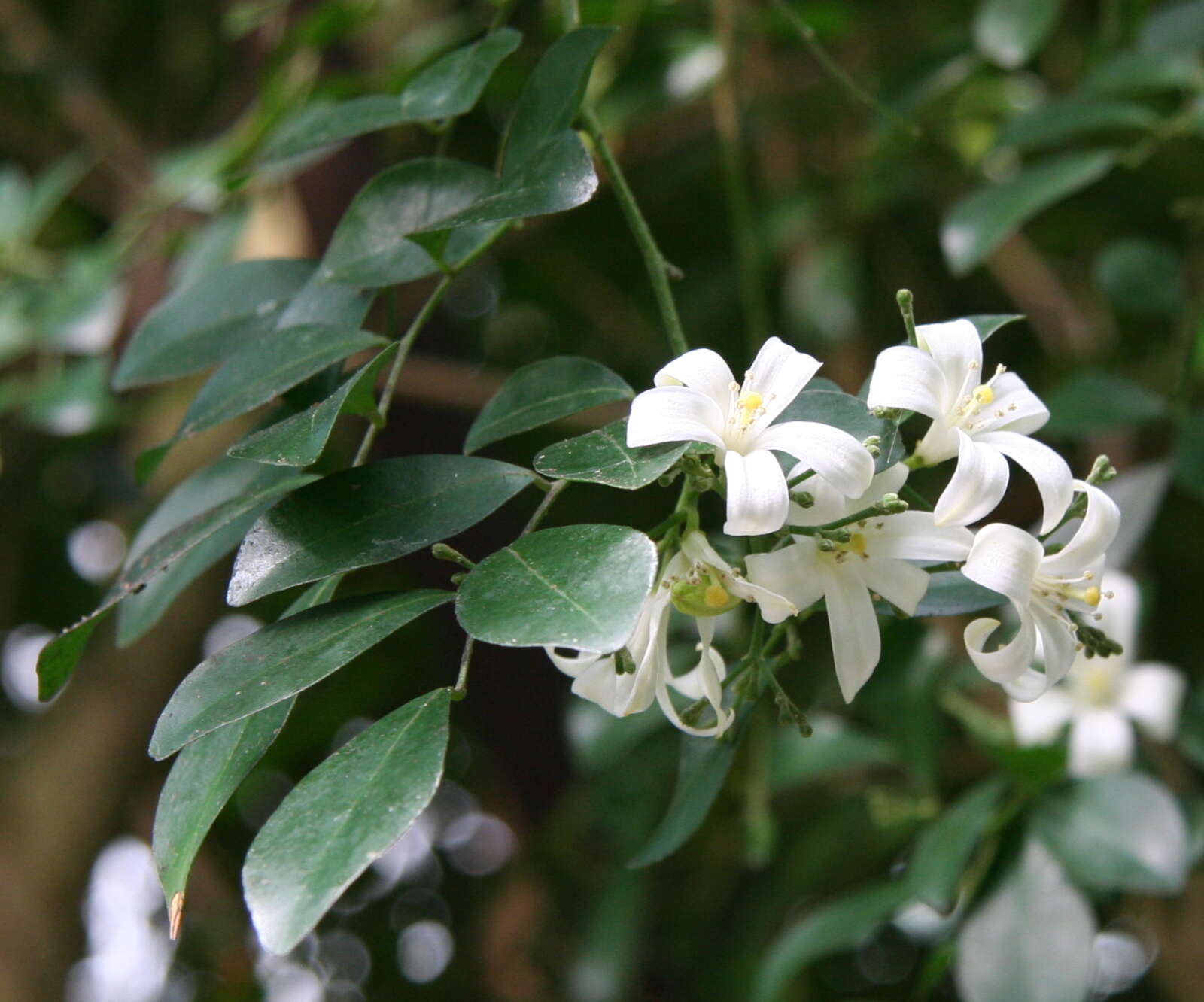 Image of orange jasmine